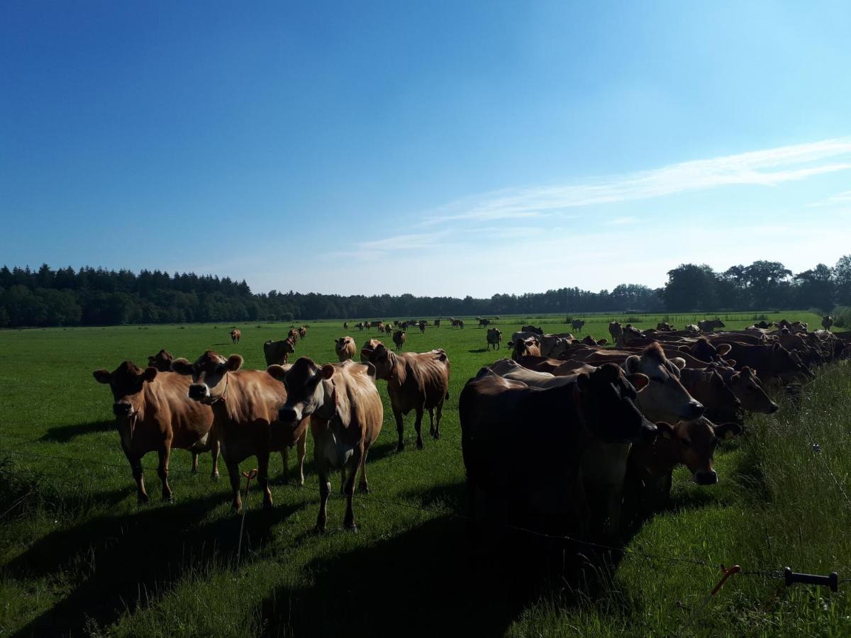De Hammerhoeve Dalfsen Exterior foto